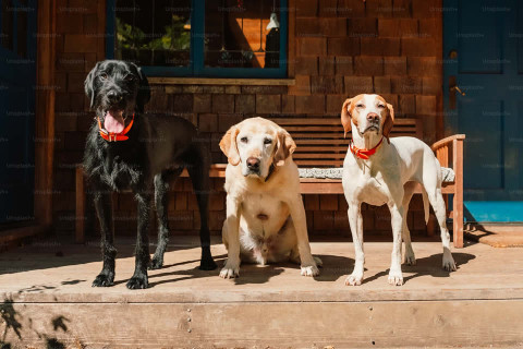 Centro Veterinário de Luanda - Vila Alice